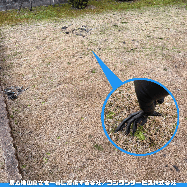 大阪市大正区でお庭の野鳥の死骸を撤去・消毒 - サービス事例 - ハウスクリーニング専門店|大阪のコジワンサービス(株)
